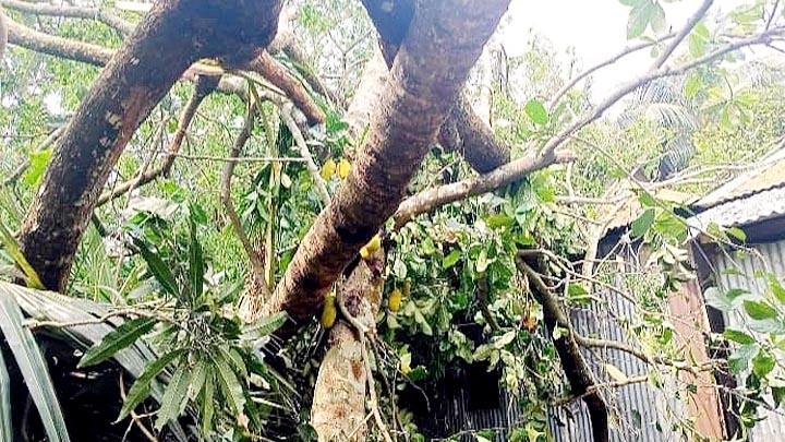 সুনামগঞ্জে কালবৈশাখী ঝড়ে ঘরে গাছচাপায় মা-মেয়ে-ছেলে নিহত